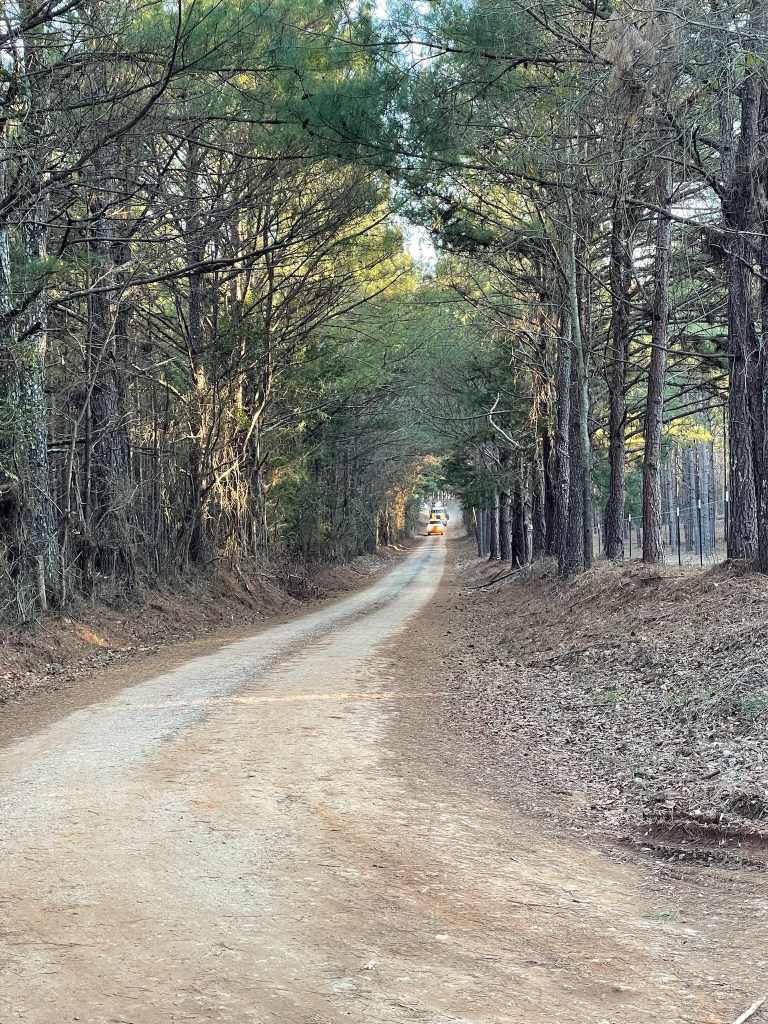 dirt road with trees on both sides